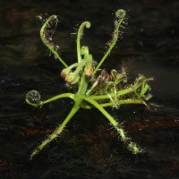 Drosera indica L.